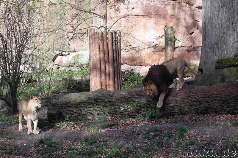 Nürnberger Tiergarten in Nürnberg, Franken