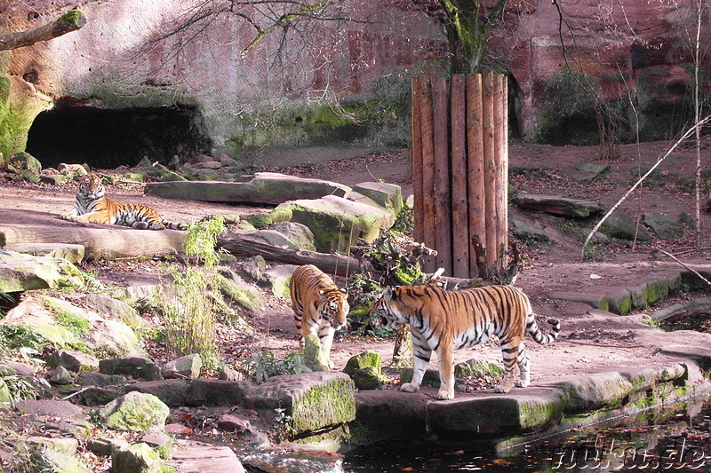 Nürnberger Tiergarten in Nürnberg, Franken