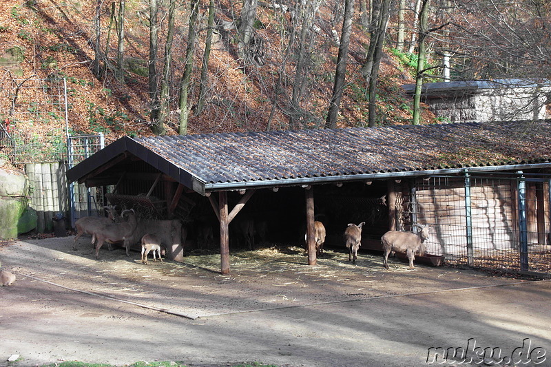 Nürnberger Tiergarten in Nürnberg, Franken