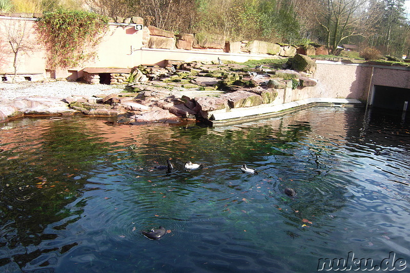 Nürnberger Tiergarten in Nürnberg, Franken