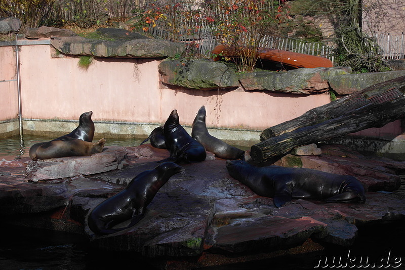 Nürnberger Tiergarten in Nürnberg, Franken