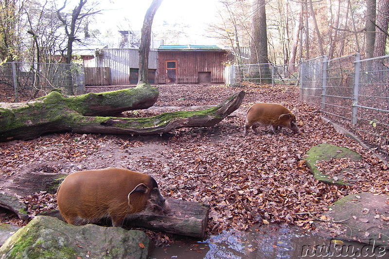 Nürnberger Tiergarten in Nürnberg, Franken