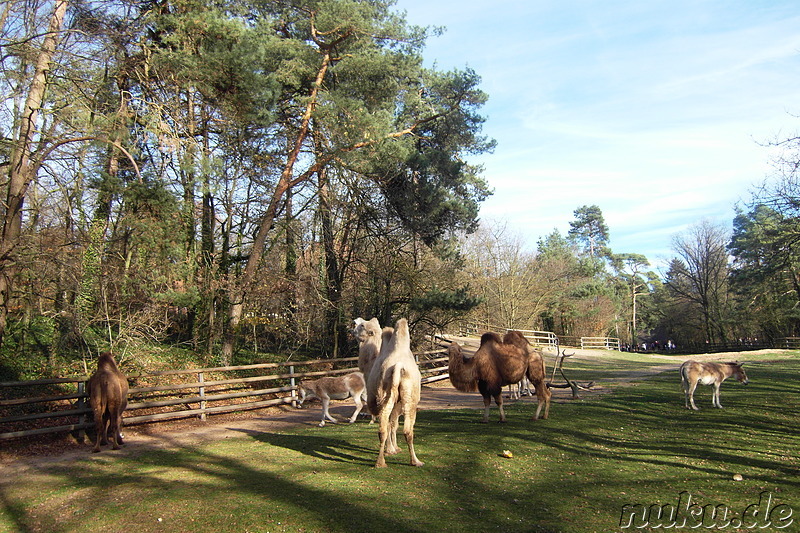 Nürnberger Tiergarten in Nürnberg, Franken