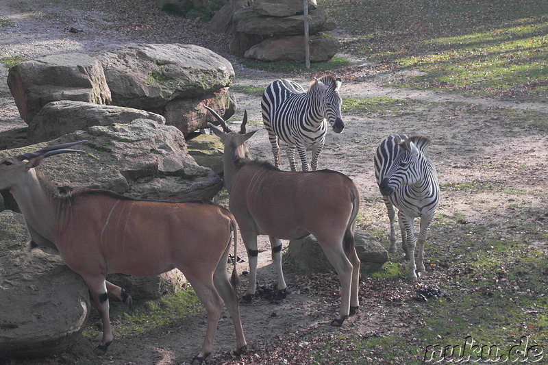 Nürnberger Tiergarten in Nürnberg, Franken