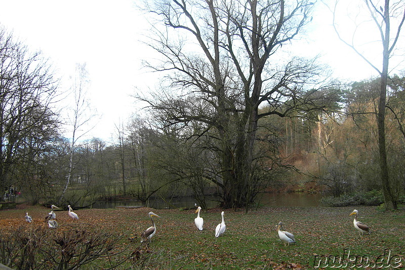 Nürnberger Tiergarten in Nürnberg, Franken