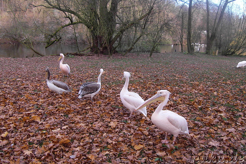 Nürnberger Tiergarten in Nürnberg, Franken