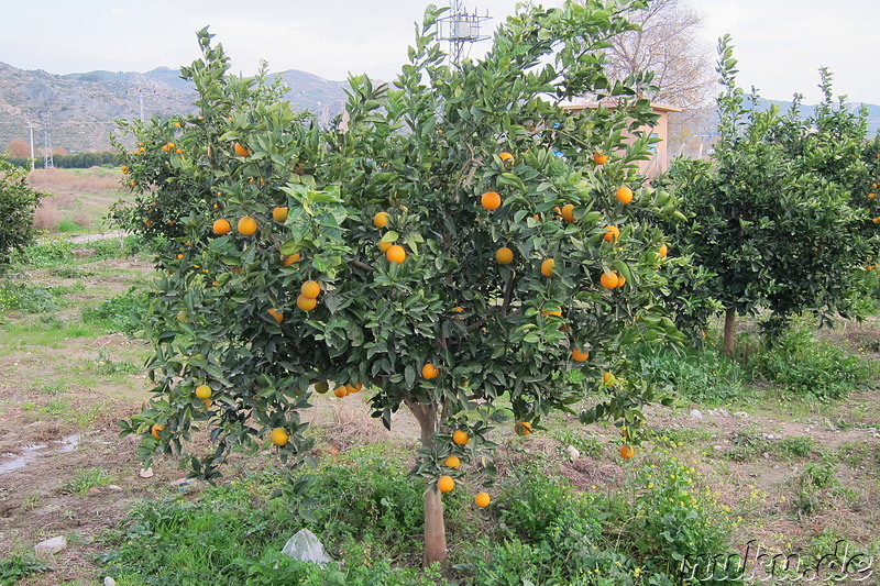 Orangenbäume in Aspendos, Türkei