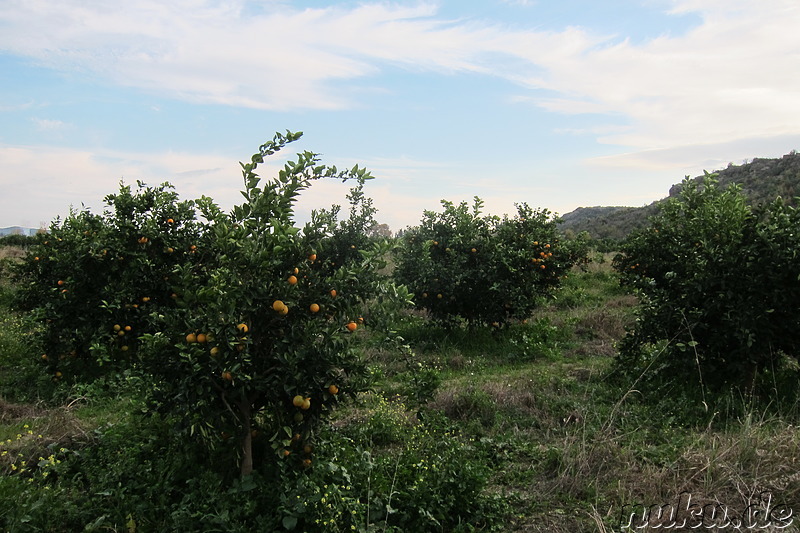 Orangenbäume in Aspendos, Türkei