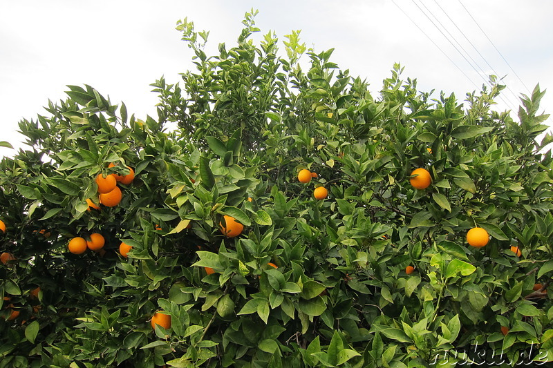 Orangenbäume in Aspendos, Türkei