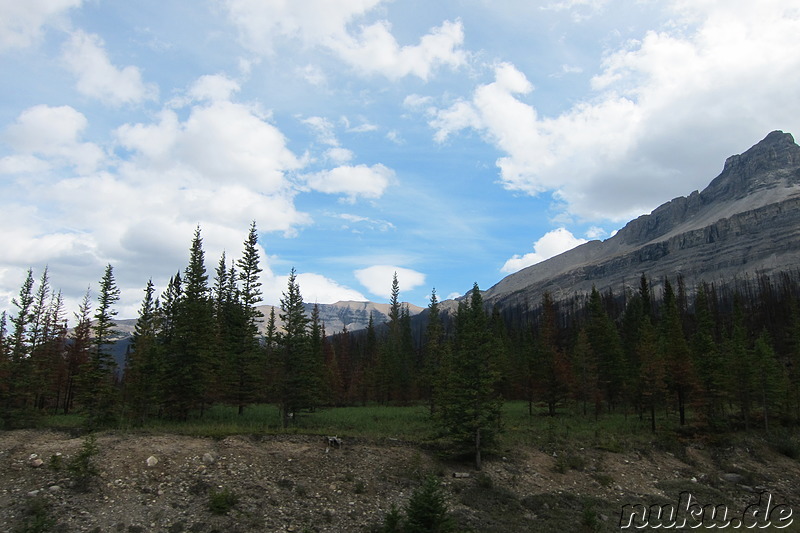 Picknick auf einer grünen Wiese im Jasper National Park, Kanada