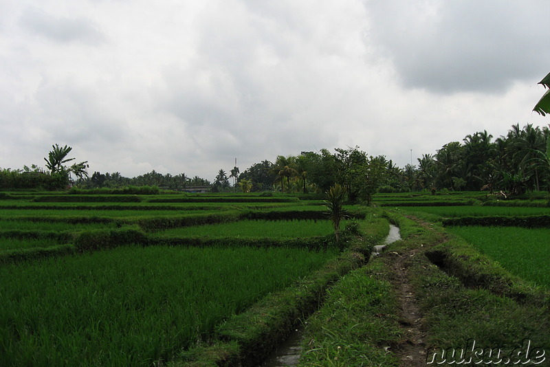 Reisfelder auf Bali, Indonesien