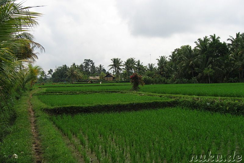 Reisfelder auf Bali, Indonesien