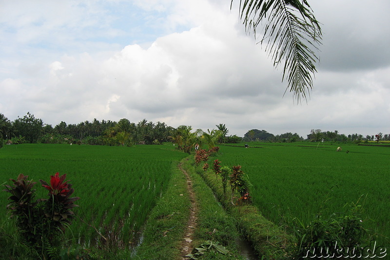 Reisfelder auf Bali, Indonesien