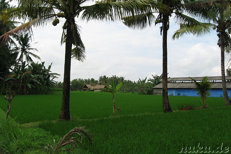 Reisfelder auf Bali, Indonesien