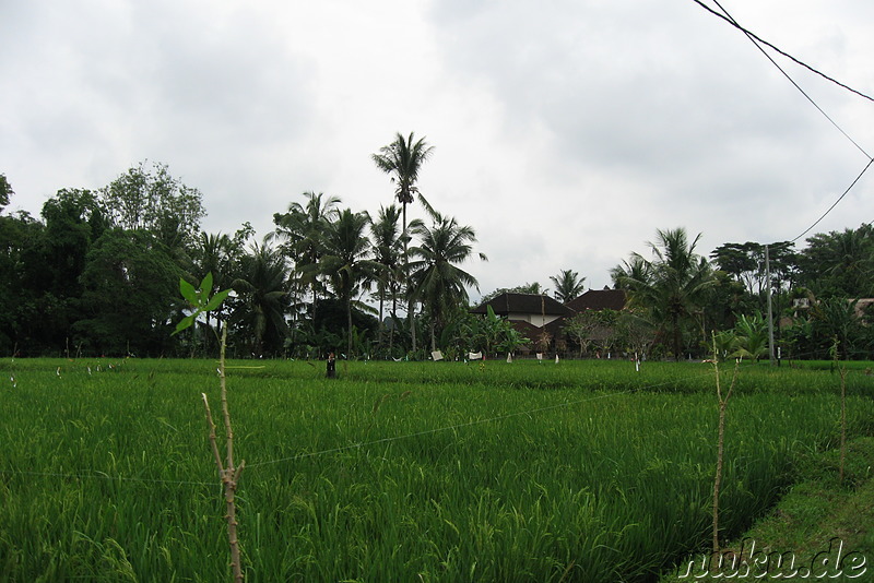 Reisfelder auf Bali, Indonesien