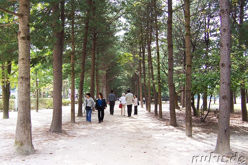 Romantischer Weg auf Nami Island