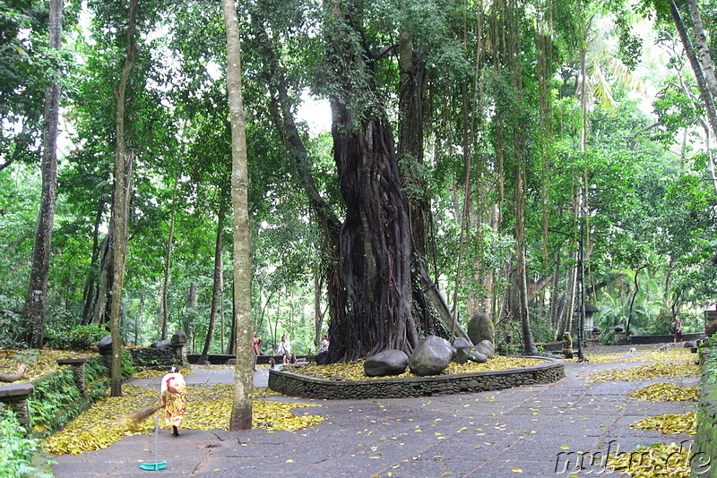 Sacred Monkey Forest Sanctuary, Ubud, Bali, Indonesien