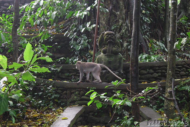 Sacred Monkey Forest Sanctuary, Ubud, Bali, Indonesien