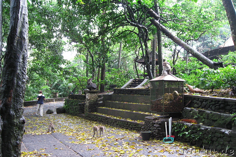 Sacred Monkey Forest Sanctuary, Ubud, Bali, Indonesien