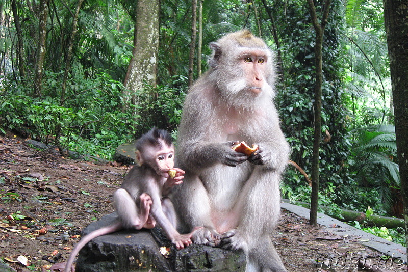 Sacred Monkey Forest Sanctuary, Ubud, Bali, Indonesien