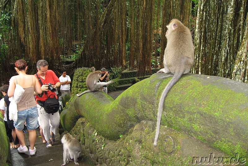 Sacred Monkey Forest Sanctuary, Ubud, Bali, Indonesien