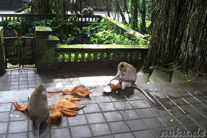 Sacred Monkey Forest Sanctuary, Ubud, Bali, Indonesien