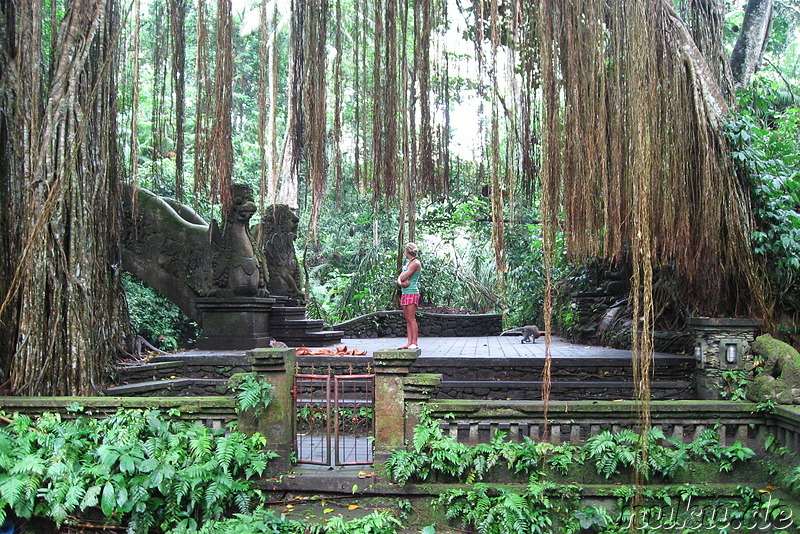 Sacred Monkey Forest Sanctuary, Ubud, Bali, Indonesien