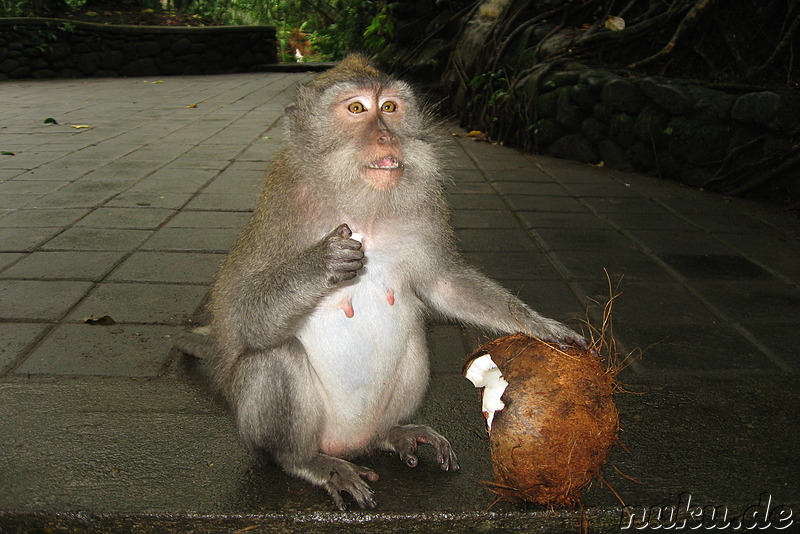 Sacred Monkey Forest Sanctuary, Ubud, Bali, Indonesien