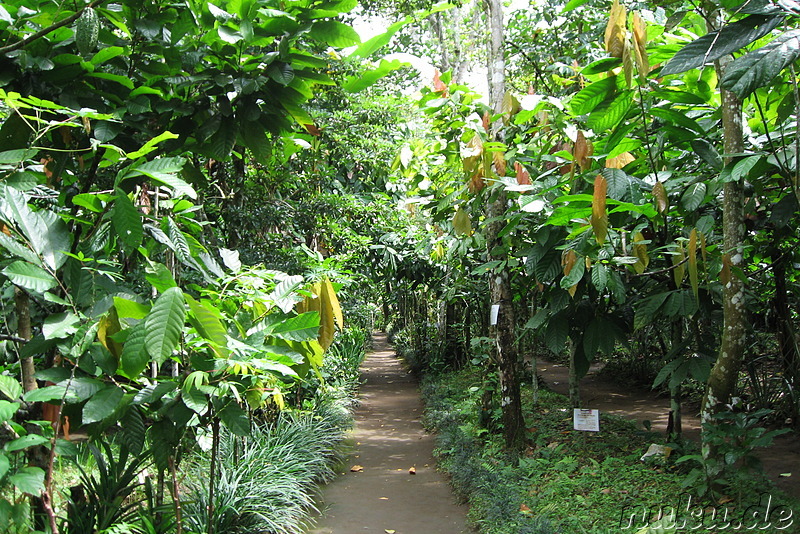 Sai Land Coffee & Cacao Plantation in Bangli, Bali, Indonesien