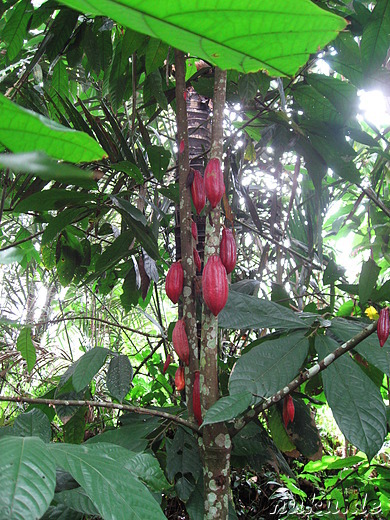 Sai Land Coffee & Cacao Plantation in Bangli, Bali, Indonesien