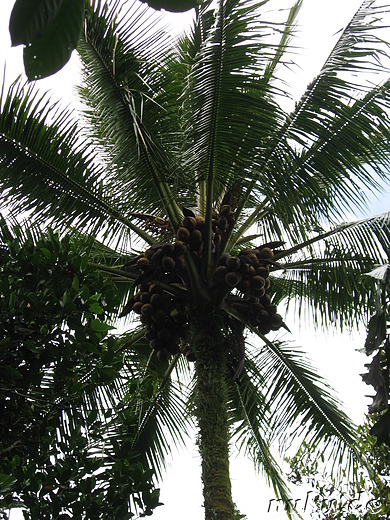 Sai Land Coffee & Cacao Plantation in Bangli, Bali, Indonesien