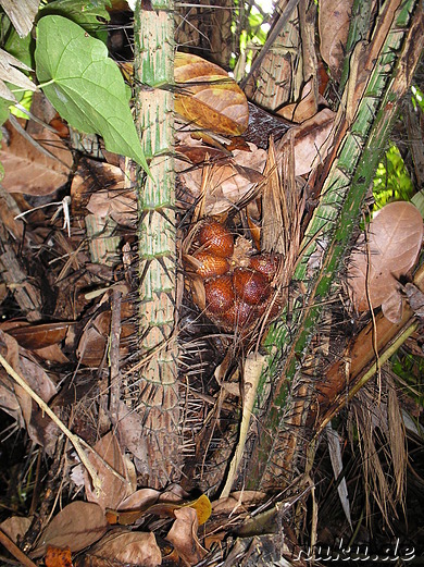 Sai Land Coffee & Cacao Plantation in Bangli, Bali, Indonesien