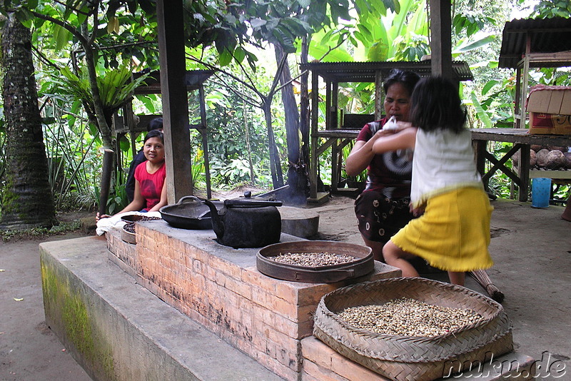 Sai Land Coffee & Cacao Plantation in Bangli, Bali, Indonesien