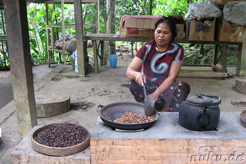 Sai Land Coffee & Cacao Plantation in Bangli, Bali, Indonesien