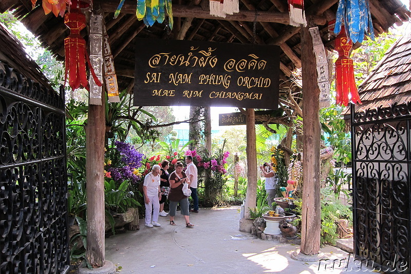 Sai Nam Phung Orchideenfarm in Chiang Mai, Thailand