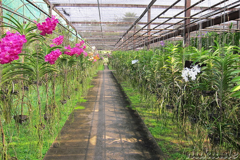 Sai Nam Phung Orchideenfarm in Chiang Mai, Thailand