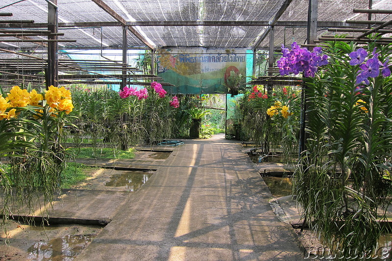 Sai Nam Phung Orchideenfarm in Chiang Mai, Thailand