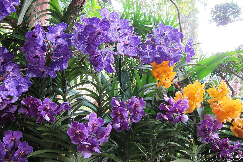 Sai Nam Phung Orchideenfarm in Chiang Mai, Thailand