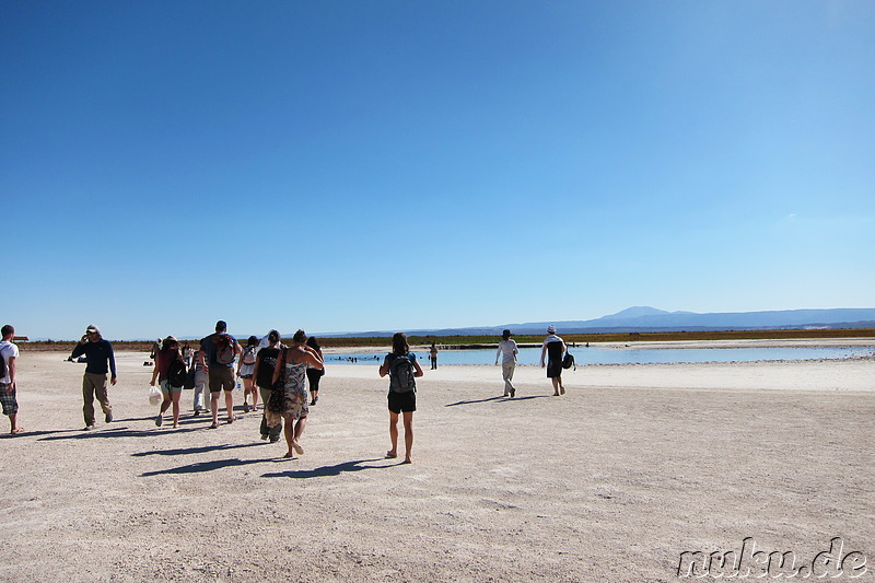 Salt Laguna Cejar in der Atacamawüste, Chile