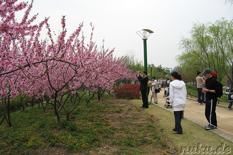 Seonyudo