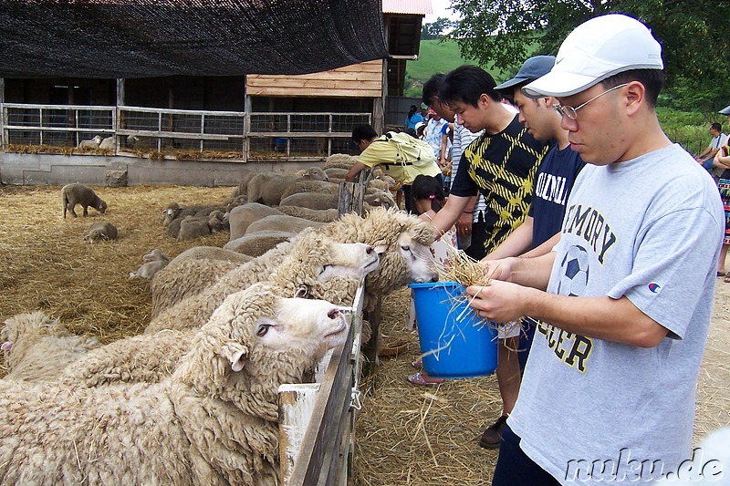 Sheep Farm, Hoenggye