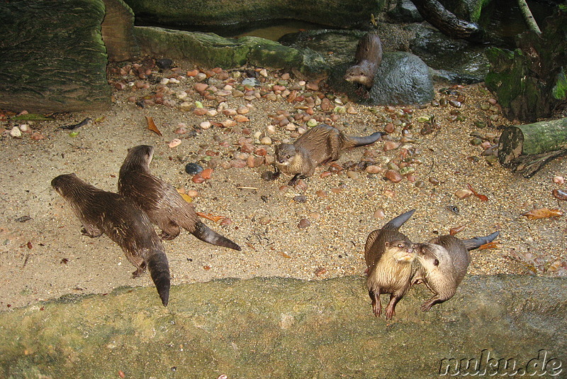 Singapore Zoo, Singapur