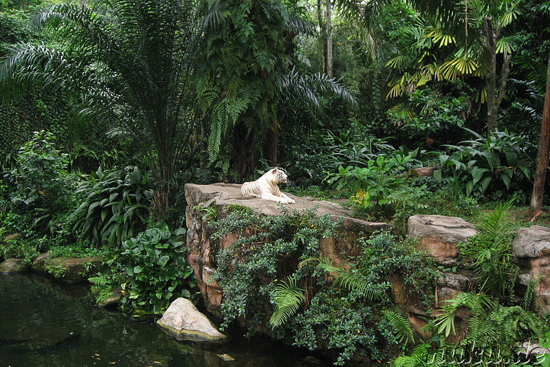 Singapore Zoo, Singapur