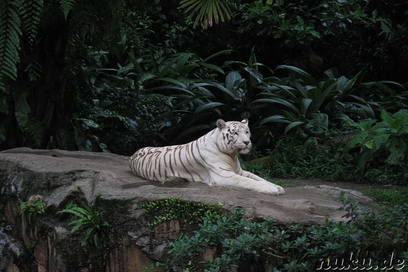 Singapore Zoo, Singapur