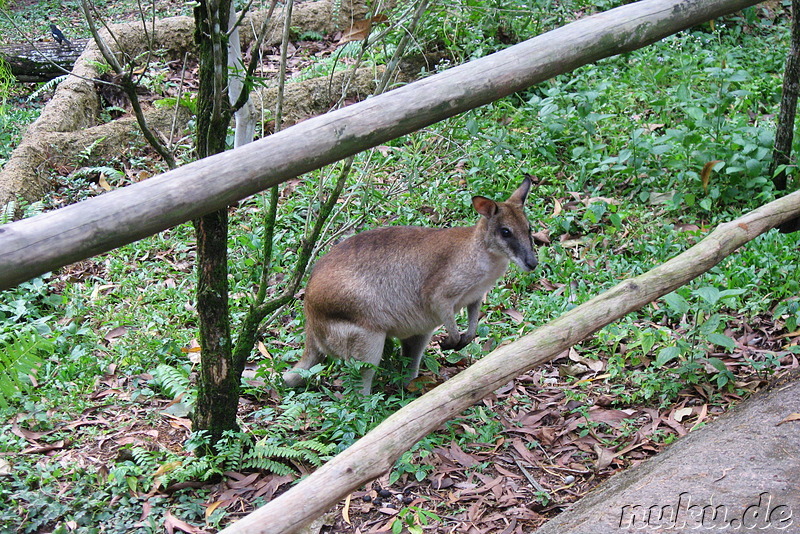 Singapore Zoo, Singapur