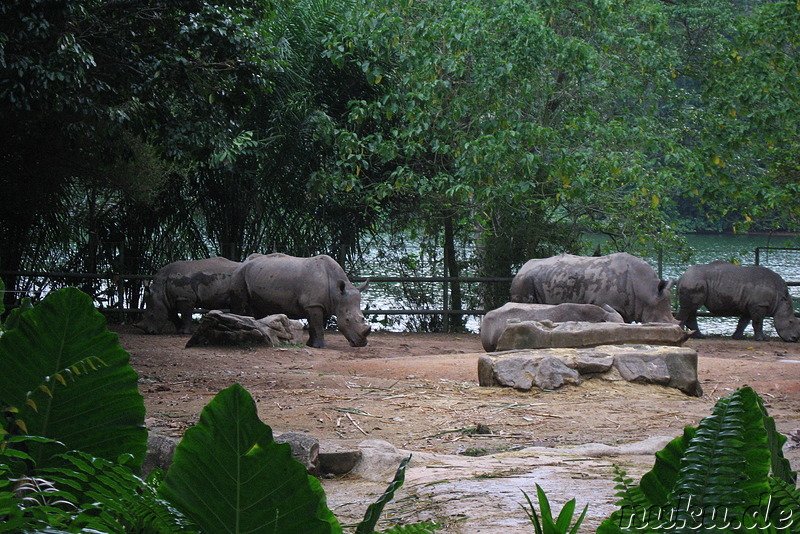 Singapore Zoo, Singapur