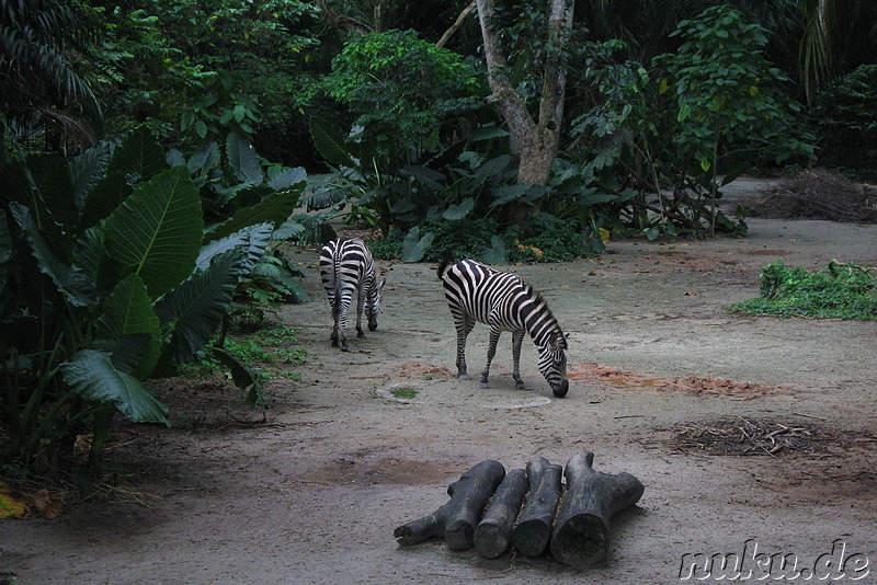 Singapore Zoo, Singapur