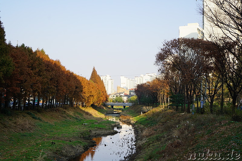 Spaziergang entlang den kleinen Bächen Galsancheon und Cheongcheoncheon in Bupyeong, Incheon, Korea