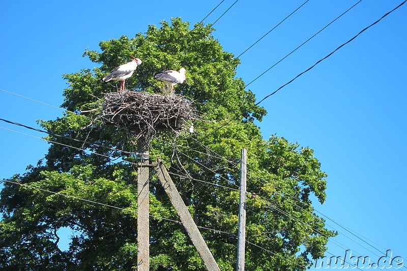 Storchennest im Lahemaa National Park, Estland