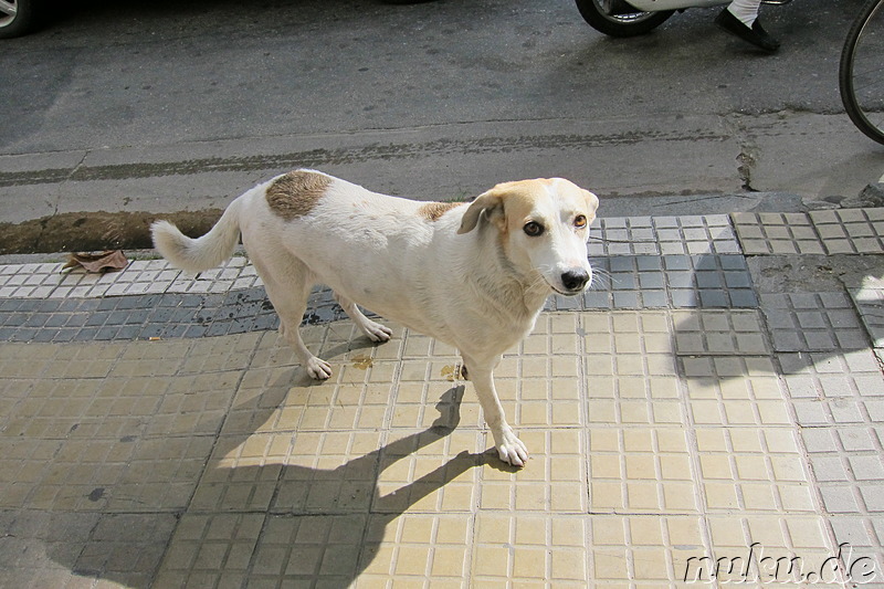 Streunende Hunde in Cordoba, Argentinien